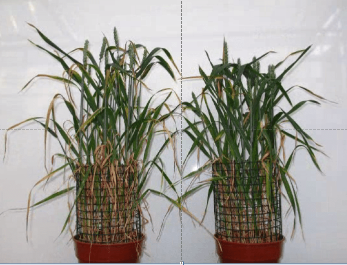 Skryté deficience u pšenice