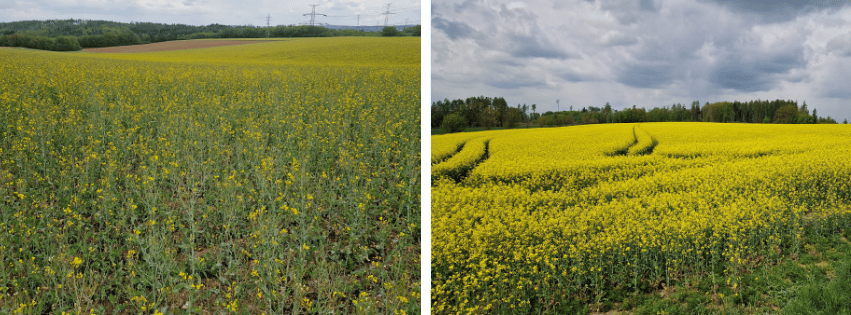 Horší a lepší porost řepky