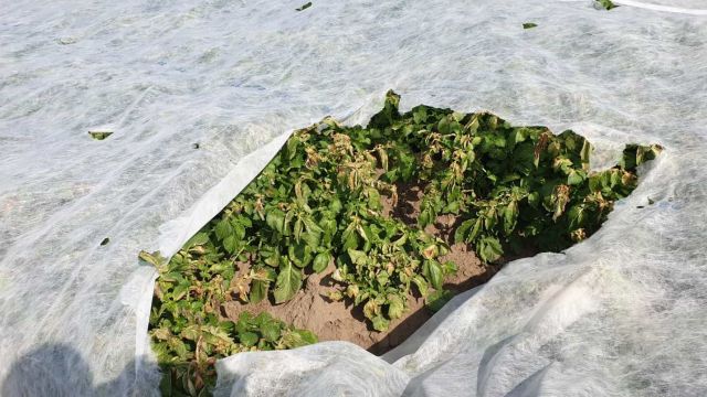 Foto 15.5. 2020 – velké poškození v místě roztržené plachty.