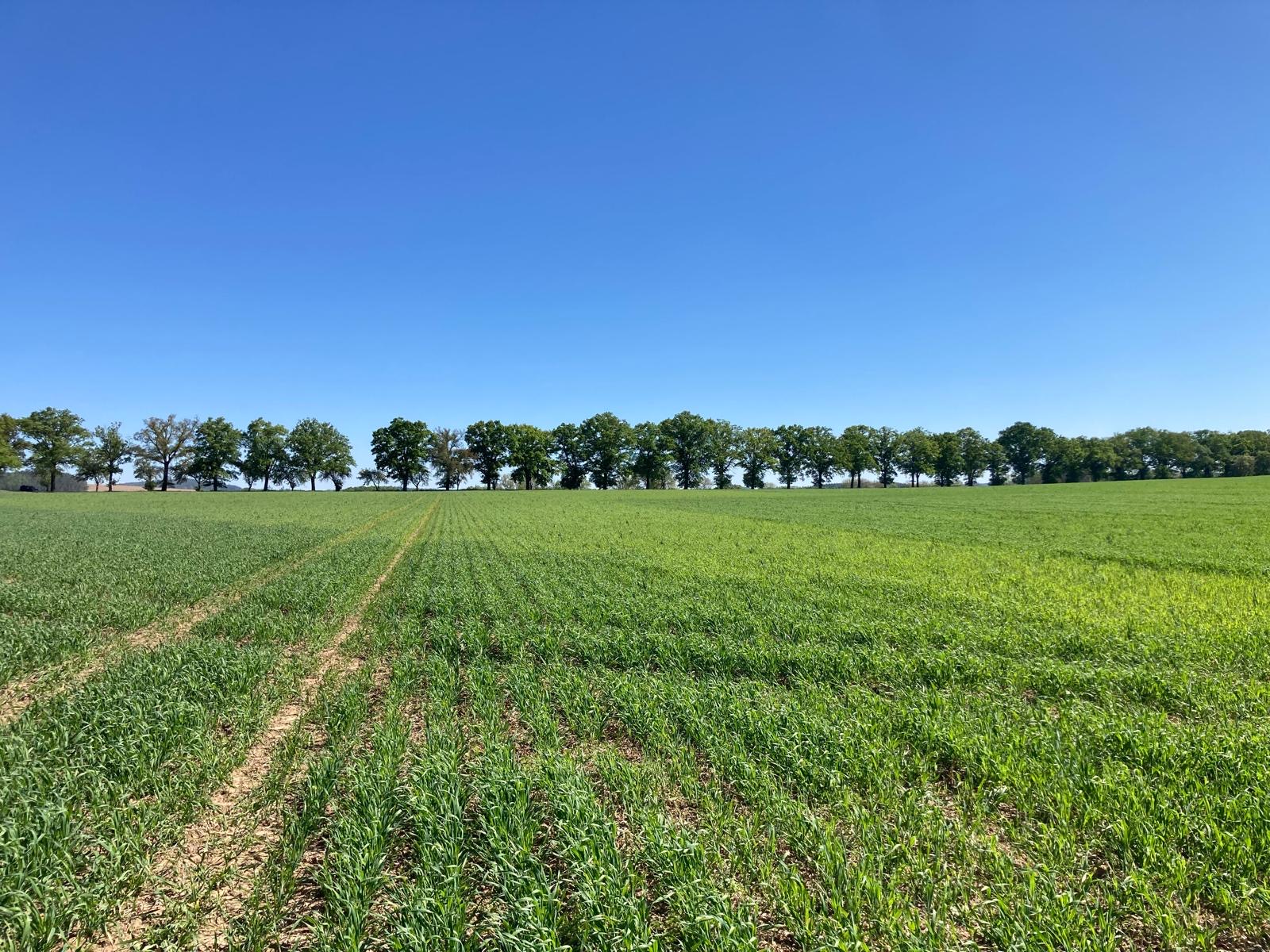 Pole po aplikaci YaraVita Gramitrel