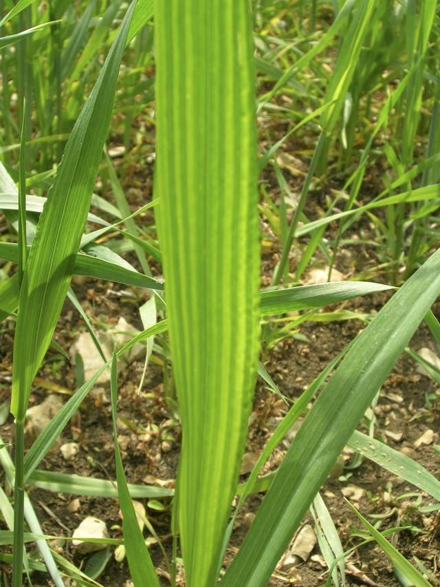 Deficit zinku u pšenice