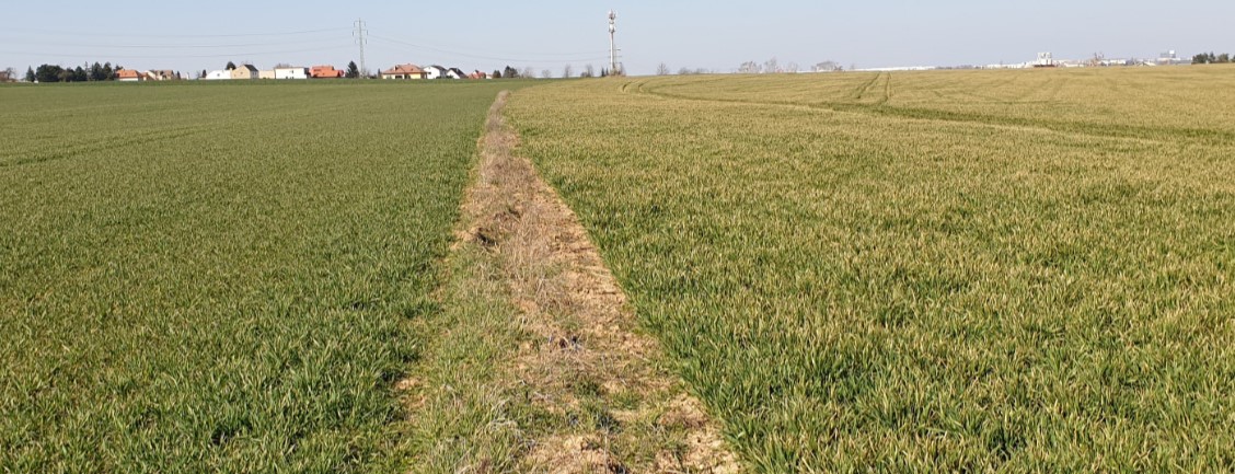 Pšenice popálené DAMem po mrazu