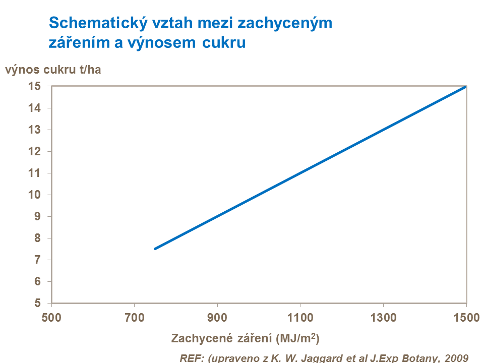 Vztah mezi zachyceným zářením a výnosem cukru
