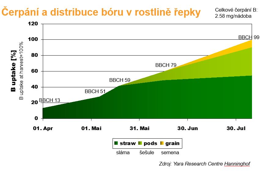 Čerpání a distribuce bóru v rostlině řepky (graf)