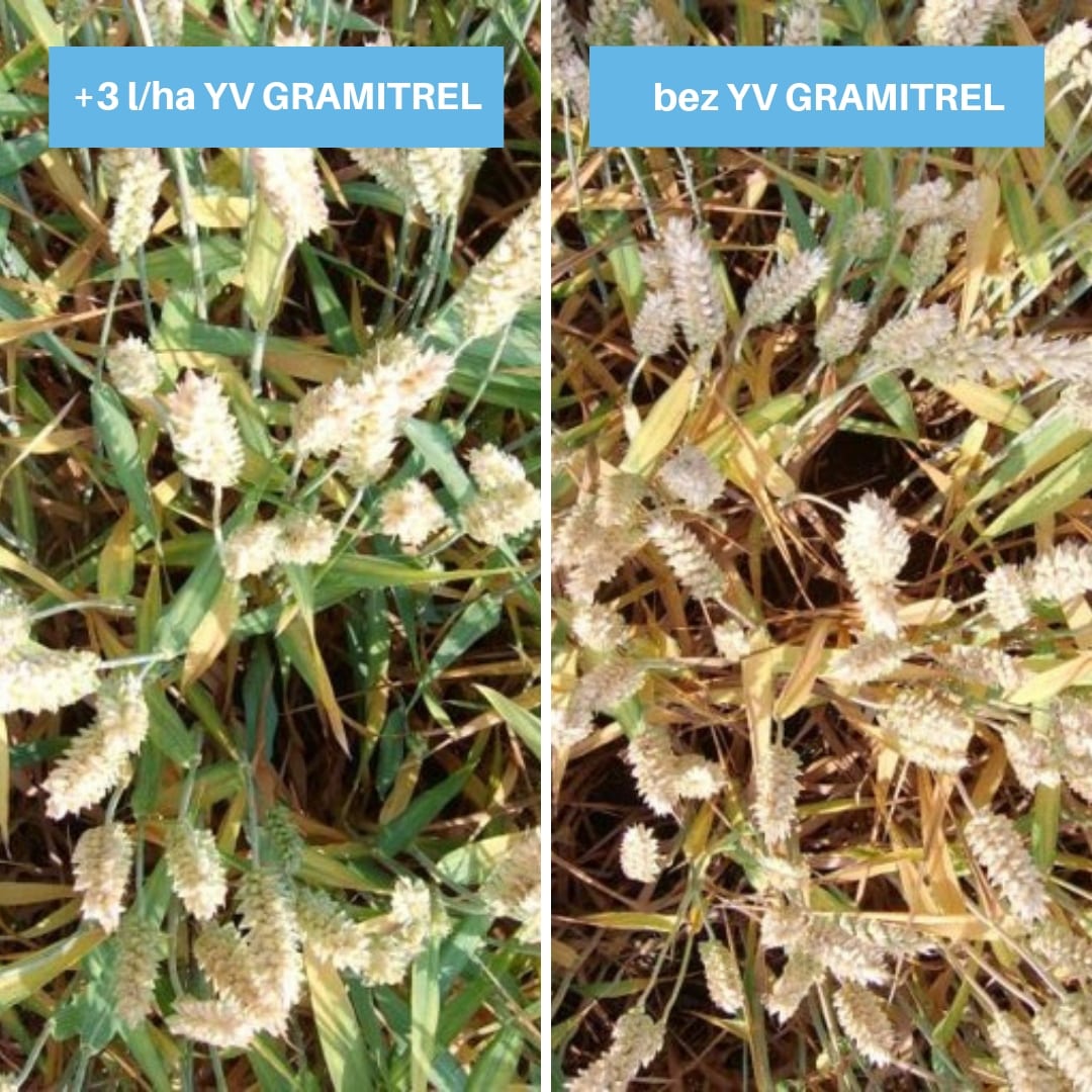 Vyživa obilovin za suchych podminek