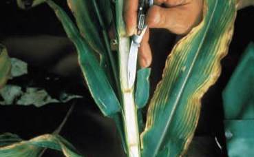 Kukuřice - nedostatek draslíku