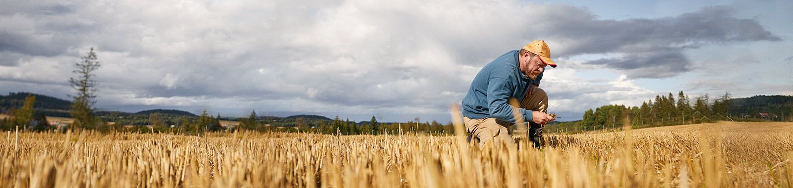 Farmář kontroluje pole pšenice
