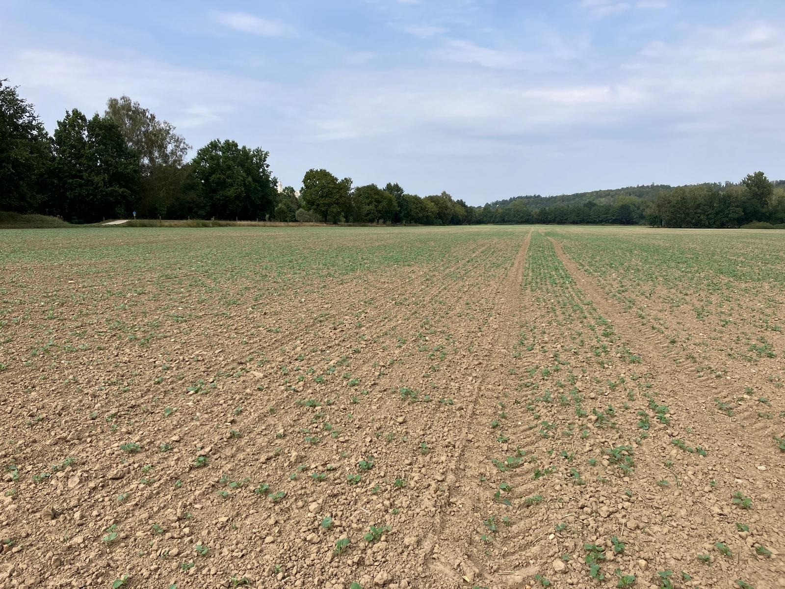 Pole s řepkou v září