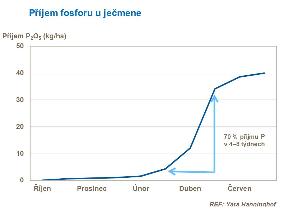 Příjem fosforu u ječmene