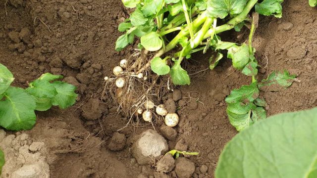 Foto: 15. 5. 2020 – minimální velikost hlíz pro aplikaci YaraVita KOMBIPHOSU pro časnou sklizeň.