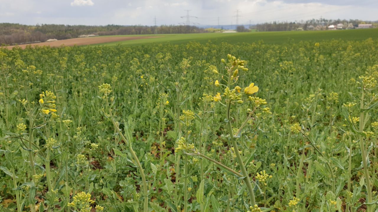 Řepka - začátek kvetení