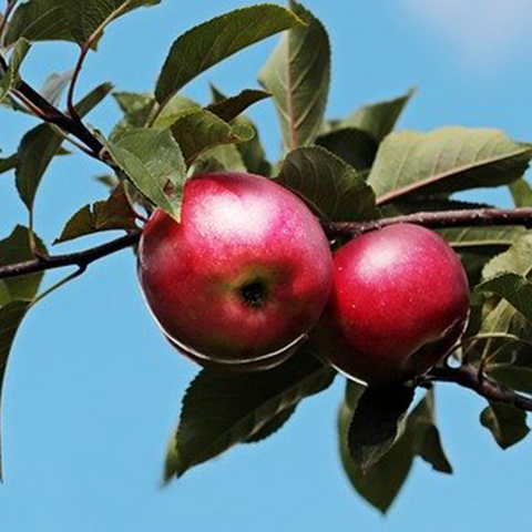 Webinář: Novinky a cílená výživa ovoce s produkty Yara