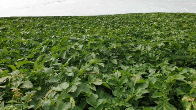 Foto 15.5. 2020 – mírné poškození mrazem pod plachtou.